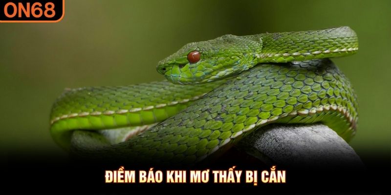 Điềm báo khi mơ thấy bị cắn